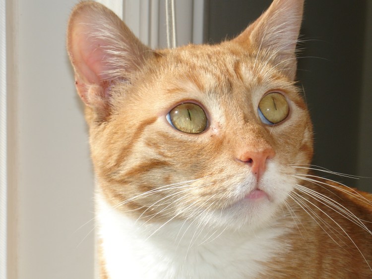 Рыжая кошка