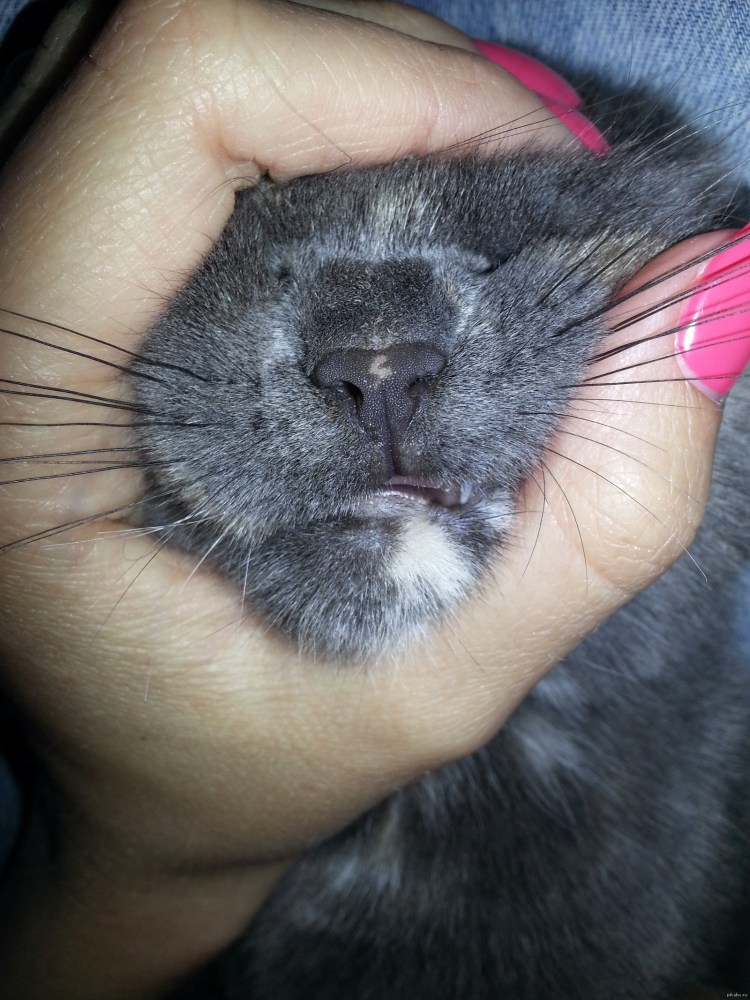 Ринотрахеит (кошачий герпес)