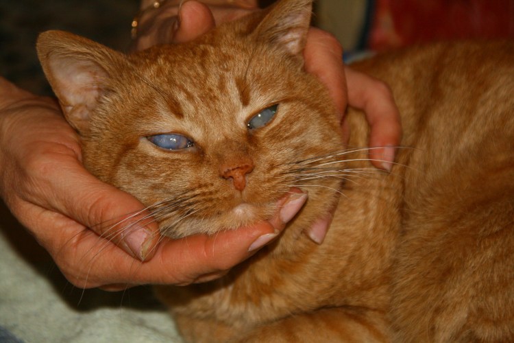 Кошачьи веснушки лентиго