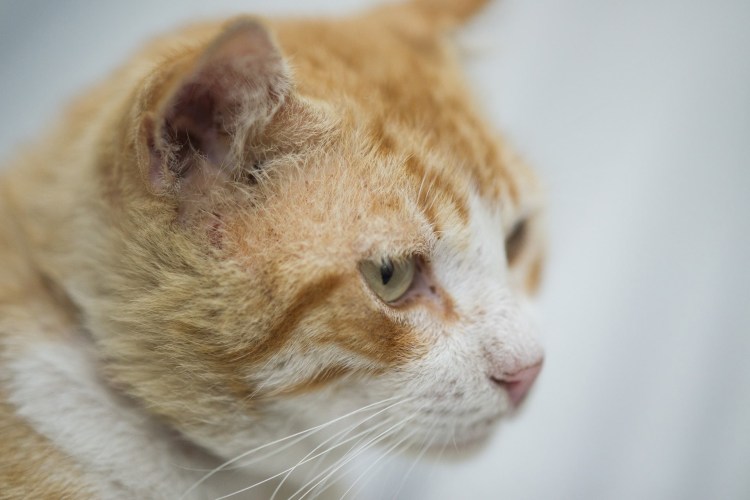 Болячки на холке у котенка