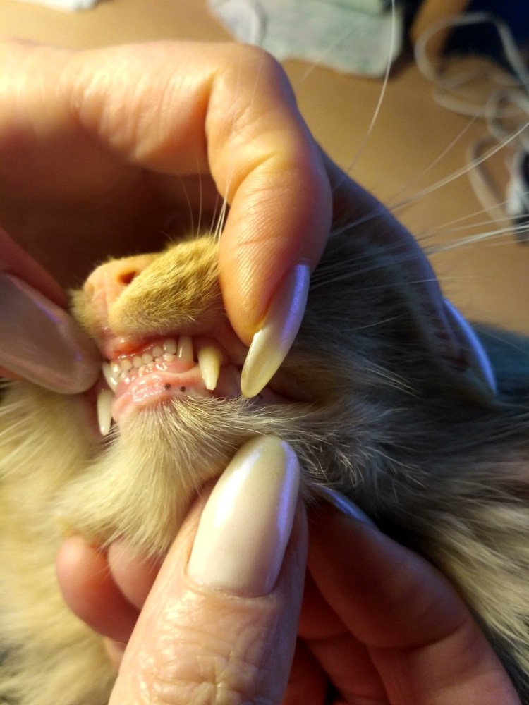 Пепельно рыжий котенок