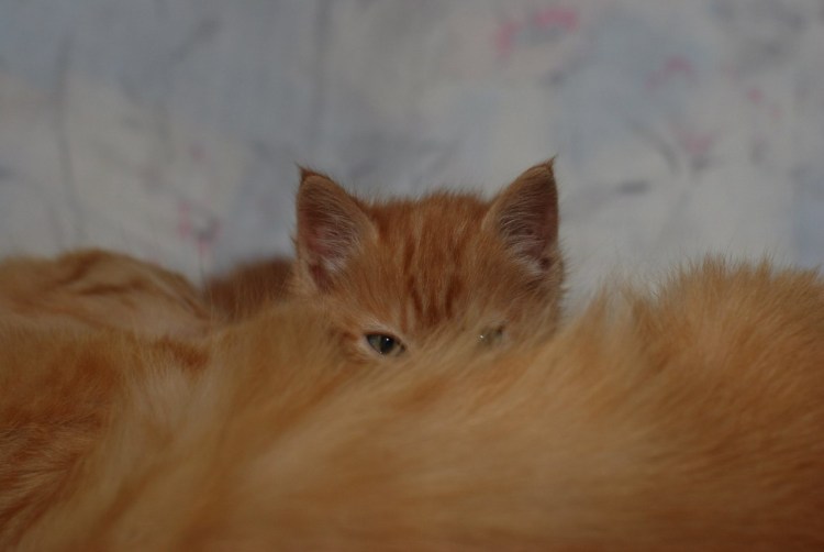 Веснушки у рыжих котов