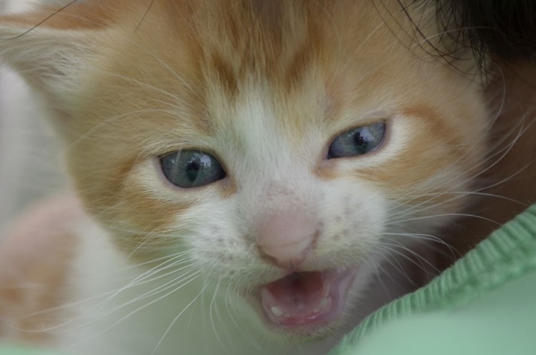 Рыжий кот с родинками на носу