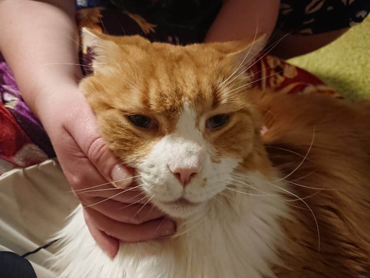 Веснушки у рыжих котов