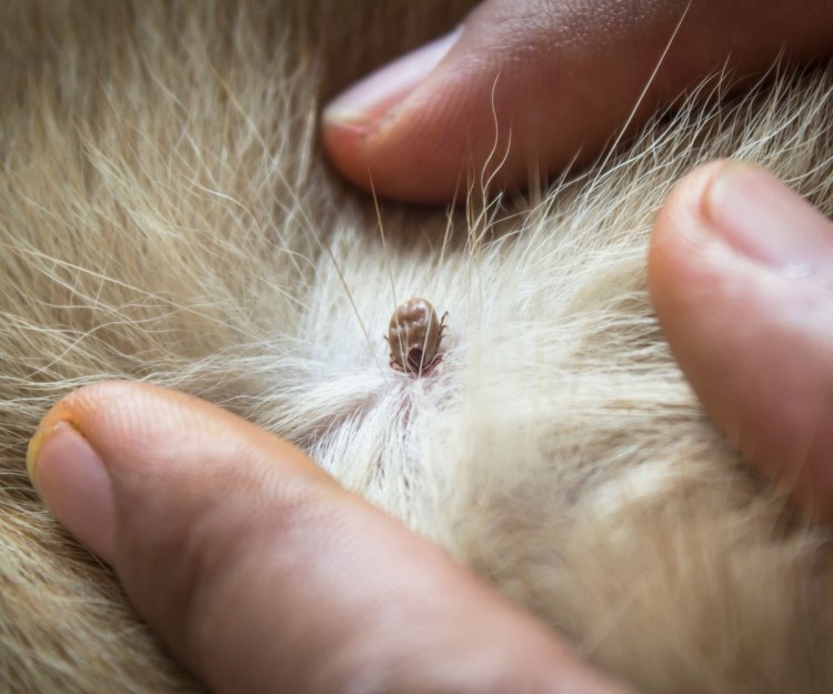 Кошачий нос