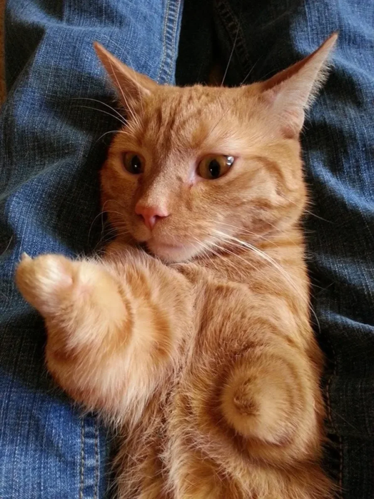 Коты с веснушками