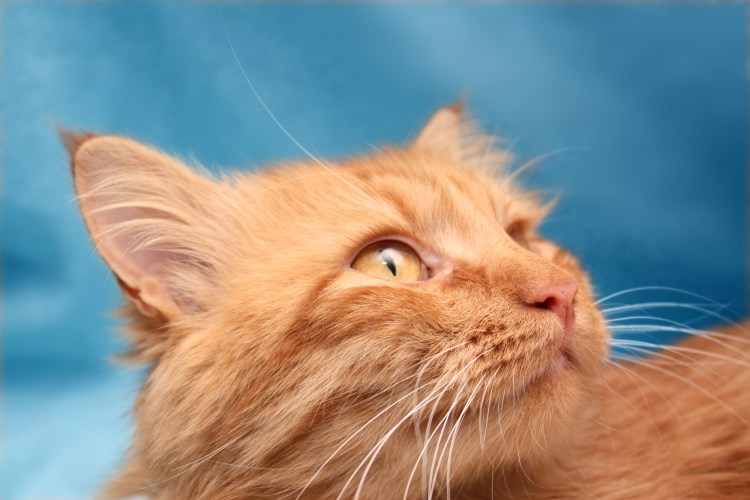 Маленький нарост на коже головы