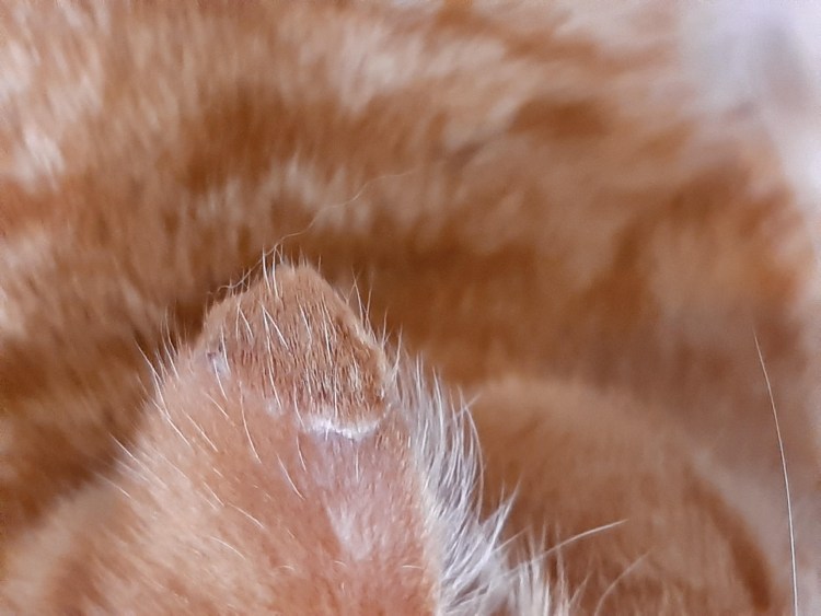 Кальцивироз кальцивироз