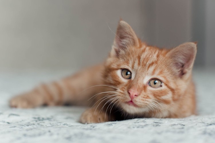 Коричневые глаза у котов