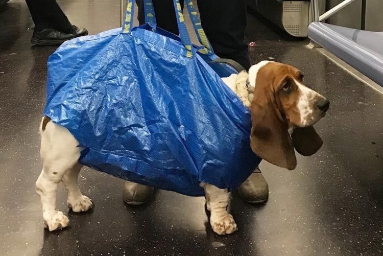 Мопс с сумочкой