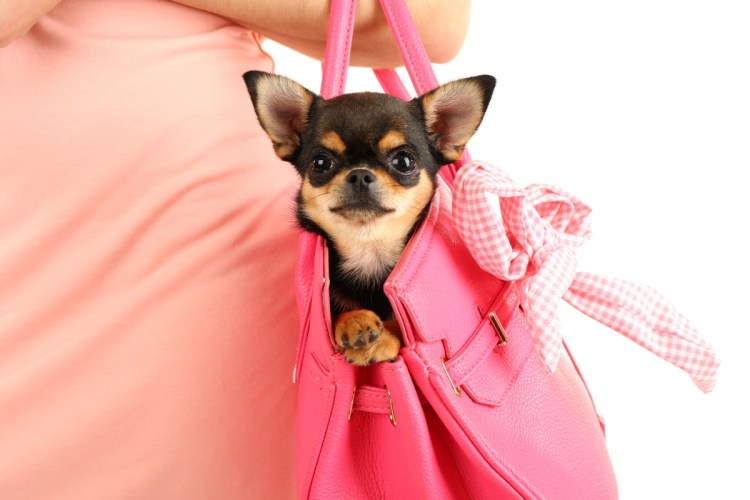 Девушка с чихуахуа