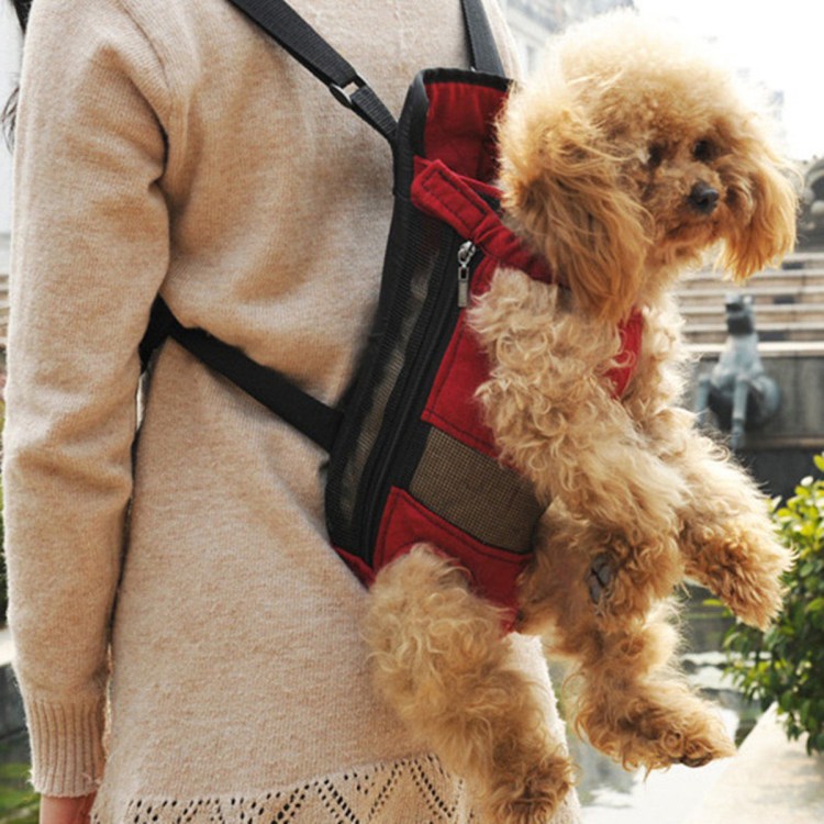 Собачка chi chi Love чихуахуа