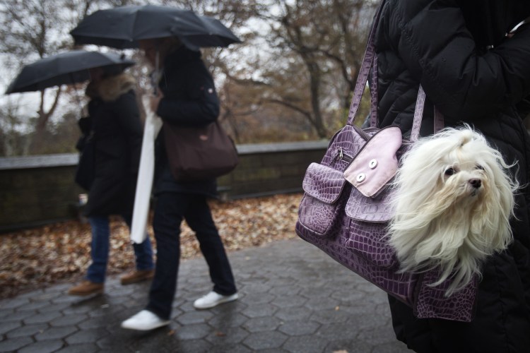 Чичилав Звездный стиль