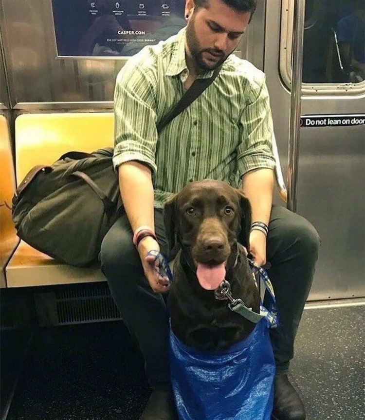 Сумка для собак