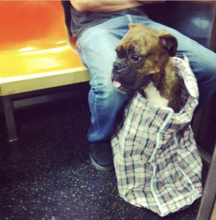 Чичилав собачки принцесса