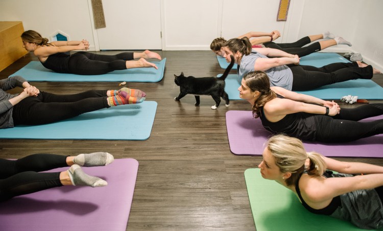 Йога с ПЭТ-терапией