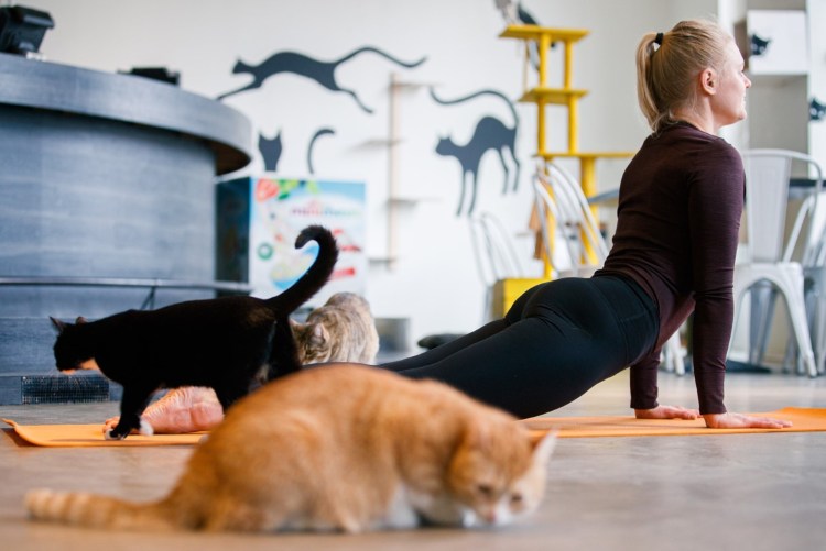 Поза кошечки в йоге