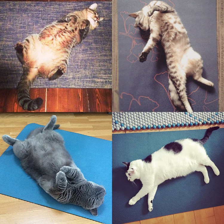 Котойога Шавасана