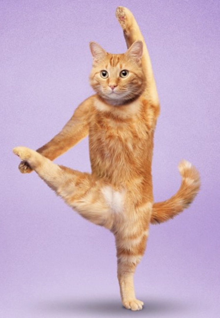 Йога котики