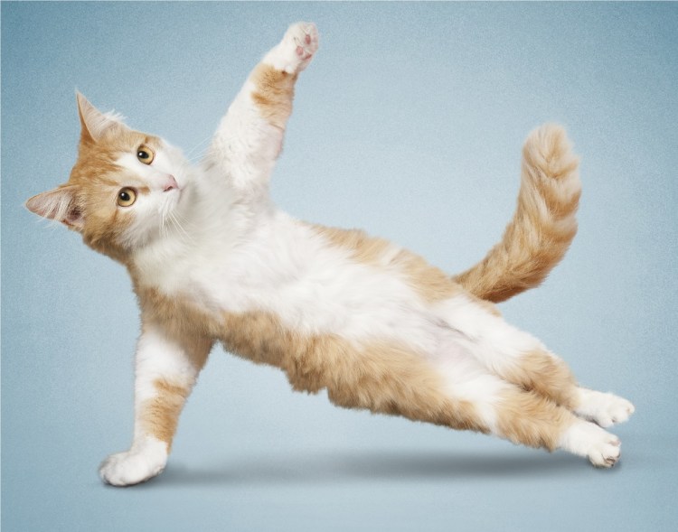 Позы животных