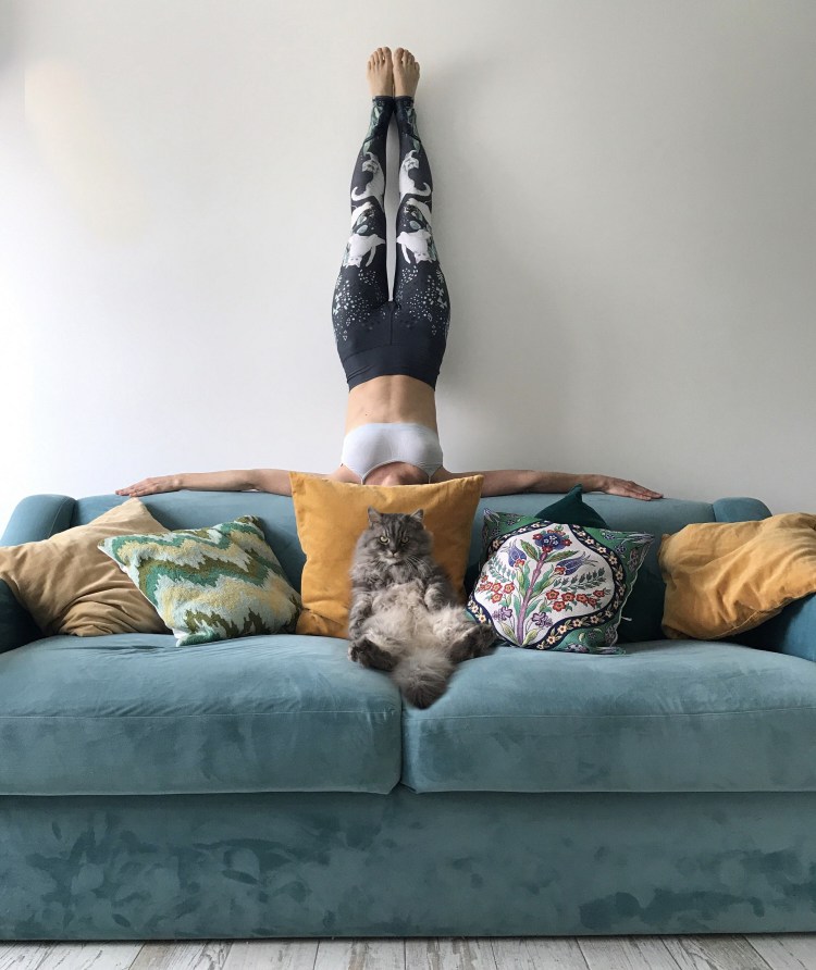 Толстый кот йог