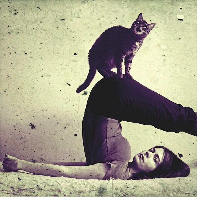 Красивые позы кошек