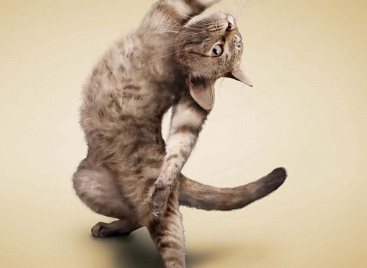 Смешные позы кошек