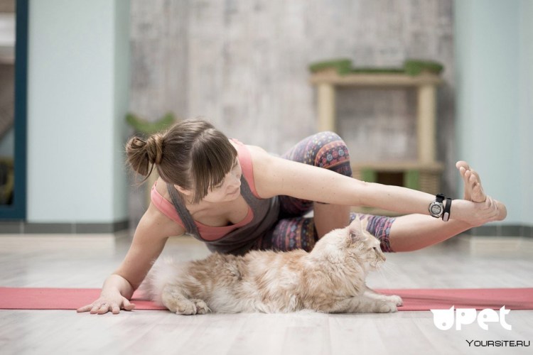 Гимнастика с котиками