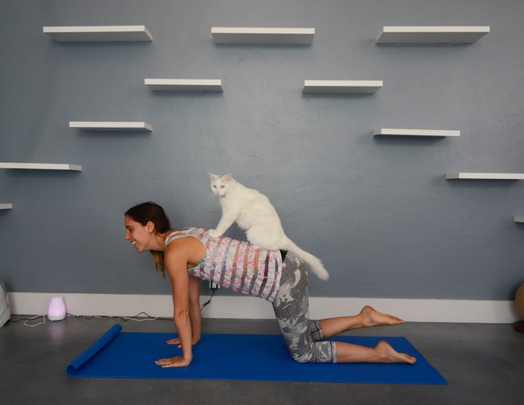 Поза кота йога