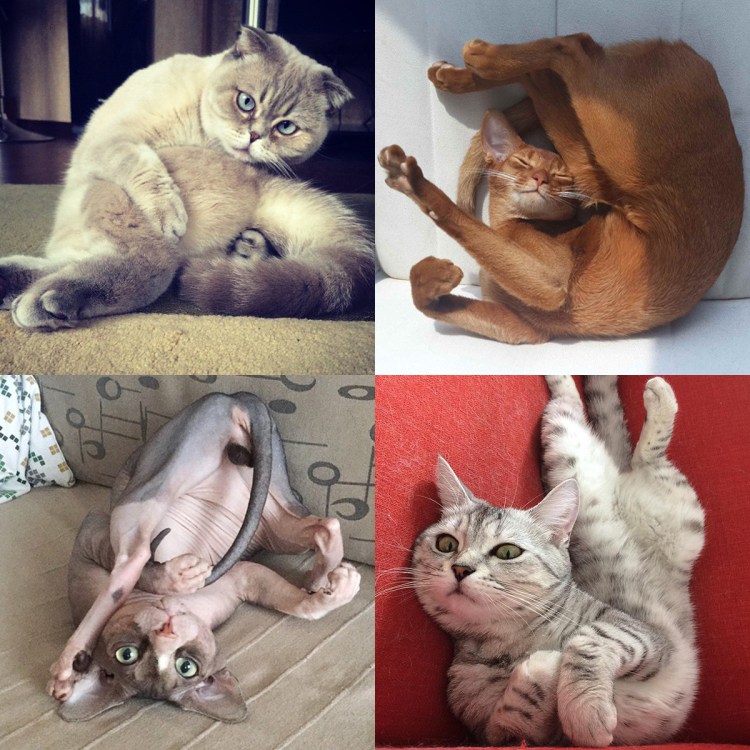 Прикольные позы котов