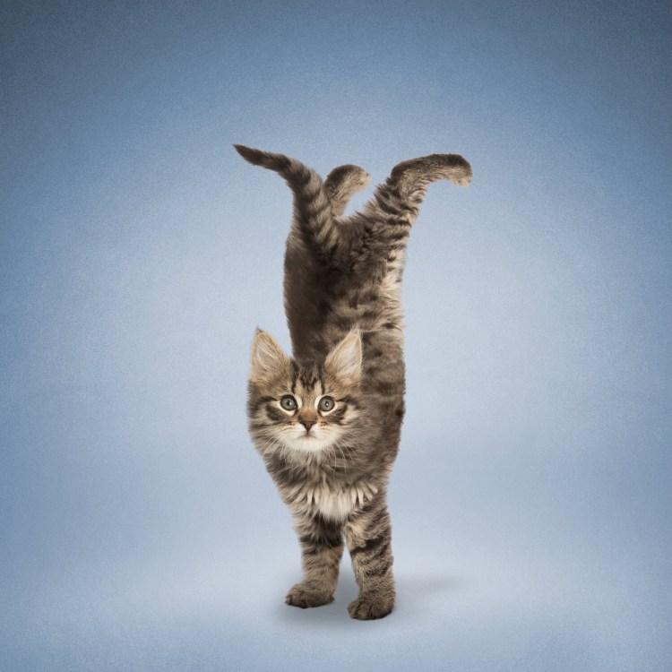 Коты бодрые