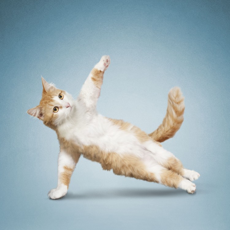 Позы животных