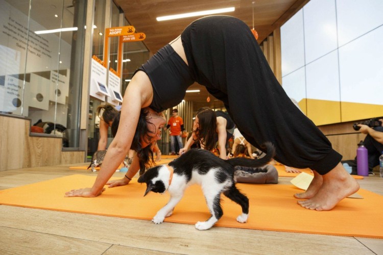 Йога для котов