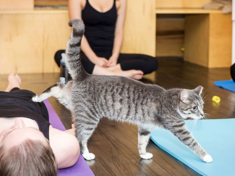 Котик занимается йогой