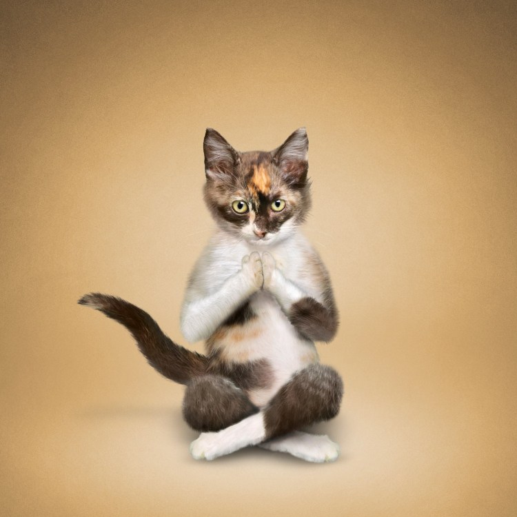 Коты занимаются йогой