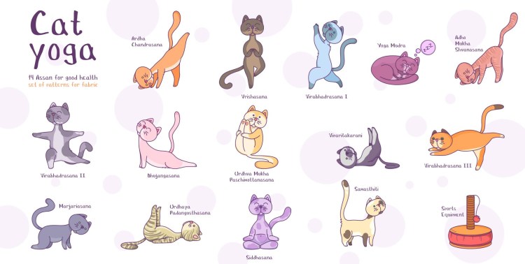 Кошка йога картинка для детей