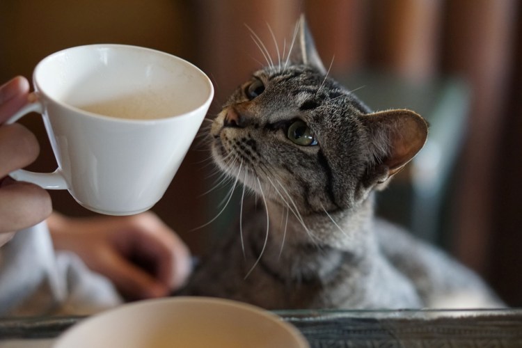 Кот пьет кофе