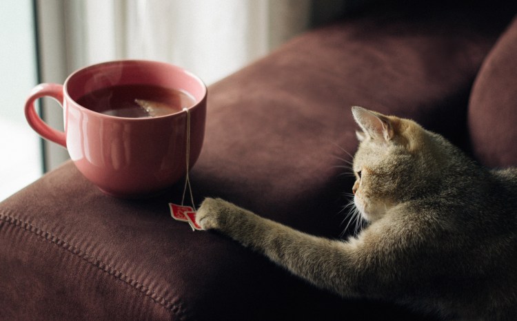 Котик с чаем