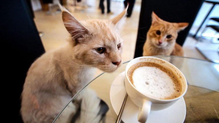 Кот с чашкой кофе