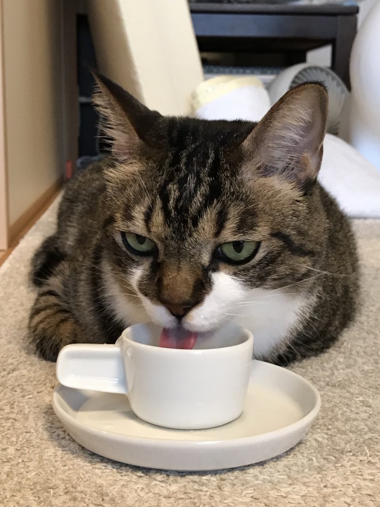 Кот пьет чай