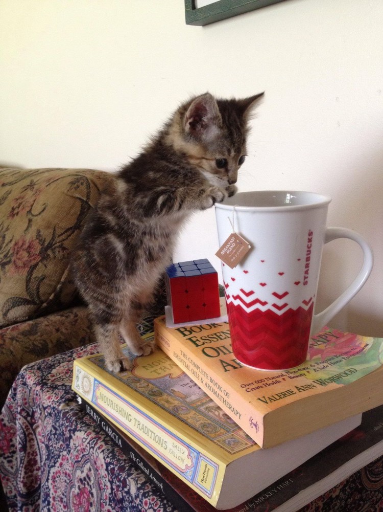 Котик с чаем