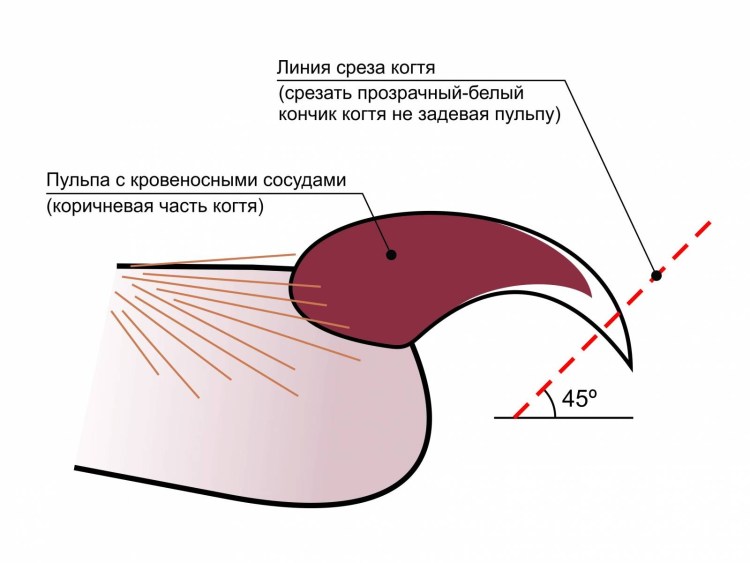 Подвесить кота для стрижки когтей