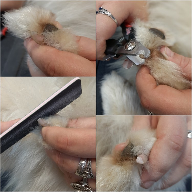 Схема подстригания когтей у собак
