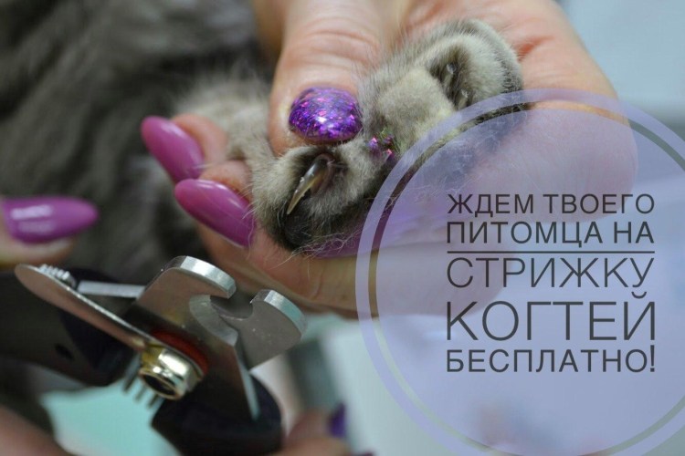 К стричьногти когтерезкой