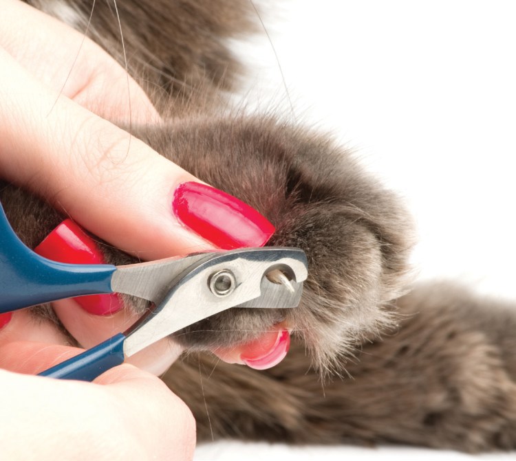 Правильно обрезать когти кошке