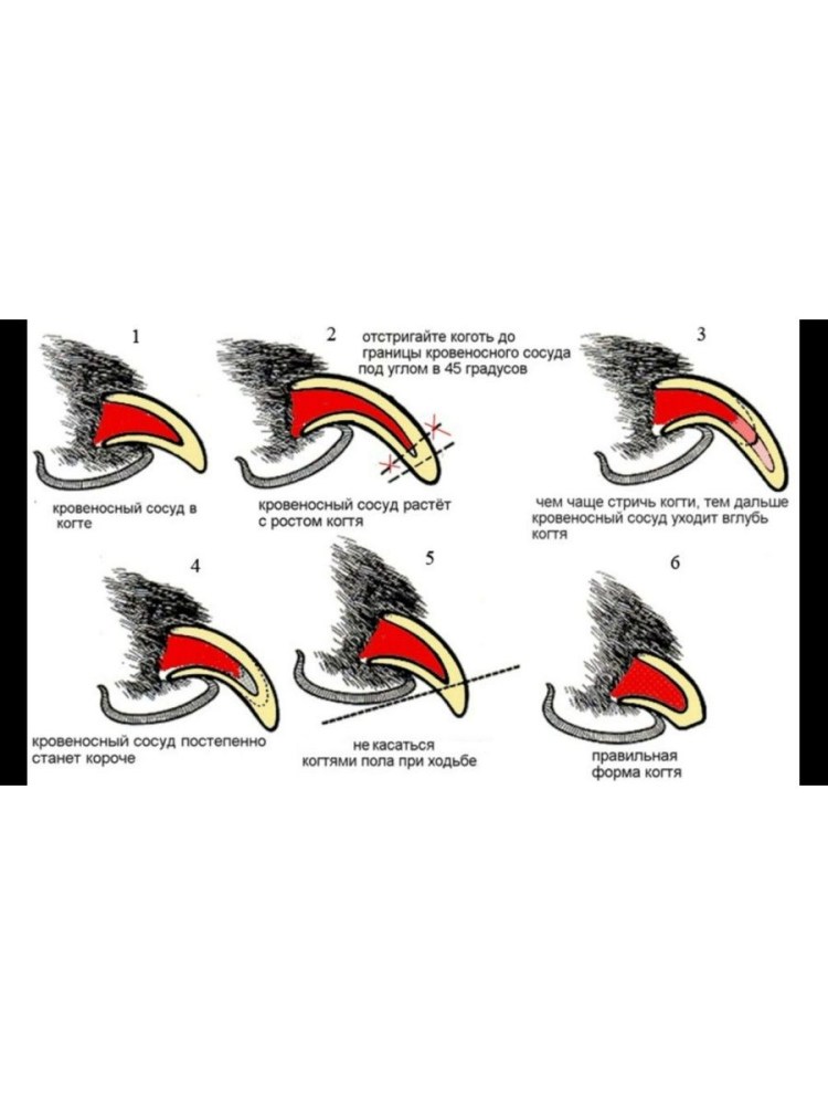 Как подстричь когти собаке когтерезкой правильно