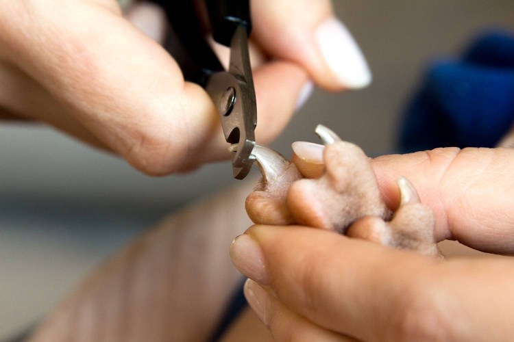 Стрижка когтей у кошек