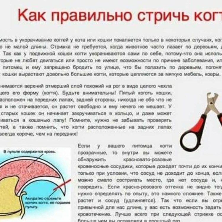 Как стричь когти котенку