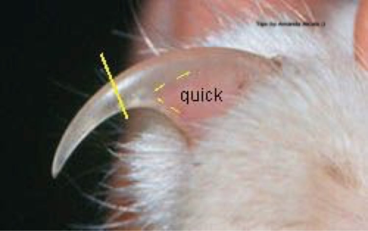 Стрижка когтей