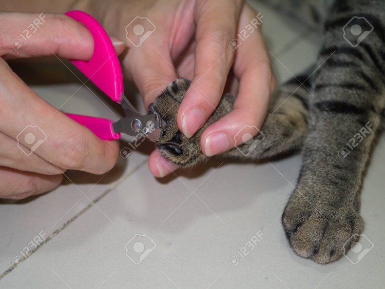 Стричь ногти кошке
